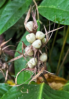 Phrynium macrocephalum, infructescence with persistent dry bracts and mature light green capsular tricoccous fruits, , Batanta, Raja Ampat, West Papua