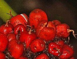 Phrynium pubinerve, bright red tricoccous fleshy  capsular fruits, Batanta, Raja Ampat, West Papua
