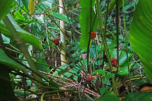 Phrynium pubinerve, clump with bright red infructescences emerging from the stem adnate to the leaf petiole, Batanta, Raja Ampat, West Papua