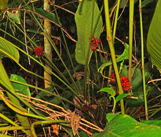 Phrynium pubinerve, mature bright red infructescences emerging from the pseudo-petiole resulting from stem adnation, Batanta, Raja Ampat, West Papua