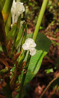 Phrynium cf. macrocephalum, flowers, Tenaru Falls, Guadalcanal, Solomon Islands
