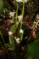 Phrynium cf. macrocephalum, inflorescence, Tenaru Falls, Guadalcanal, Solomon Islands