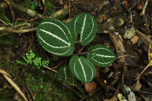 Vietsenia scaposa, bright silver white refringence along the main nerves, Ba Na Hills, Da Nang, Vietnam