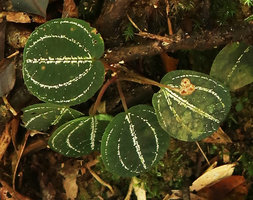 Vietsenia scaposa, fruiting individual, Ba Na Hills, Da Nang, Vietnam