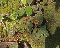 Vietsenia scaposa, fruiting individual on vertical mossy earth slope, Ba Na Hills, Da Nang, Vietnam