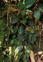 Vietsenia scaposa individuals on vertical mossy earth slope, Ba Na Hills, Da Nang, Vietnam