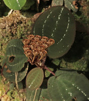 Vietsenia scaposa infructescence with upwards oriented rain splash seed dispersal capsular fruits, Ba Na Hills, Da Nang, Vietnam