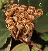 Phyllagathis cf. tonkinensis, infructescence with upwards oriented rain splash seed dispersal capsular fruits, close up, Ba Na Hills, Da Nang, Vietnam