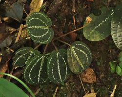 Vietsenia scaposa, leaves rosette and long infructescence axis, Ba Na Hills, Da Nang, Vietnam