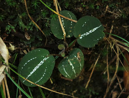 Vietsenia scaposa on vertical earth slope, Ba Na Hills, Da Nang, Vietnam