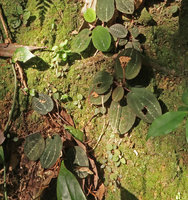 Vietsenia scaposa on vertical earth slope covered by mosses, population of seedlings, young plants and adult fruiting plants, Ba Na Hills, Da Nang, Vietnam