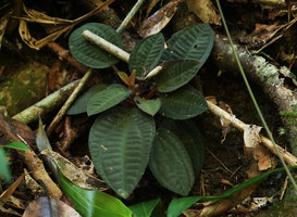 Vietsenia scaposa, plain dark green form, Ba Na Hills, Da Nang, Vietnam