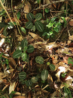 Vietsenia scaposa population, almost cryptic due to silver white refringent veins on dark green leaf blades, Ba Na Hills, Da Nang, Vietnam
