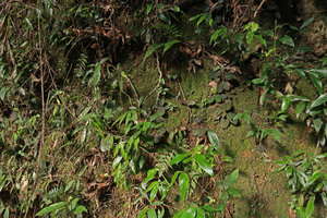 Vietsenia scaposa population on its vertical mossy habitat, Ba Na Hills, Da Nang, Vietnam