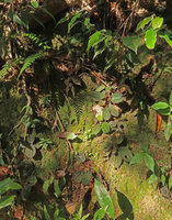 Vietsenia scaposa, population on vertical mossy earth slope, Ba Na Hills, Da Nang, Vietnam