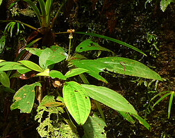 Phyllagathis cf. tuberculata, long pedunculate terminal infructescence with involucral bracts at the base of the umbellate fructifications, Harau valley, Sumatra