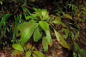 Phyllagathis cf. tuberculata, one plant with erect infructescence exposed outside the apically rosetted leaves, Harau valley, Sumatra