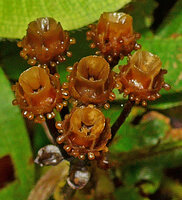 Phyllagathis cf. tuberculata, rain splash capsules with annular glands at the top of hypanthium, capsules with four erect valves, Harau valley, Sumatra