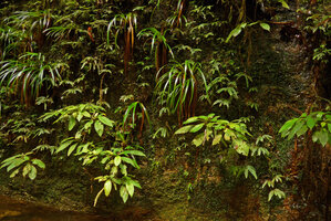 Phyllagathis cf. tuberculata, Xyris grandis and Selaginella stipulata on vertical deeply shaded rock face, Harau valley, Sumatra