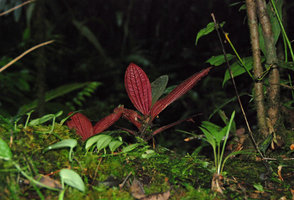 Phyllagathis elliptica, red anthocyanic lower leaf surface, Kinabalu NP, 1600 m asl, Sabah, Borneo