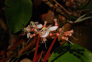 Phyllagathis hispida flowers, Cameron Highlands, Malaysia