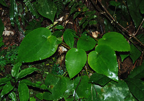 Phyllagathis hispida on its vertical earth bank habitat, Cameron Highlands, Malaysia