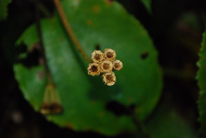 Phyllagathis hispida, upwards rain splash capsular fruits, Cameron Highlands, Malaysia