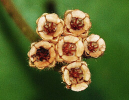 Phyllagathis hispida, upwards rain splash capsular fruits surrounded by hairy sepals, Cameron Highlands, Malaysia