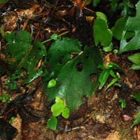 Phyllagathis hispida, vegetative plantlets issued from partly broken leaves, Cameron Highlands, Malaysia