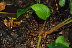 Phyllagathis hispida, vegetative plantlets with adventitious roots issued from the callus formed at the base of the petiole of a broken leaf, close up, Cameron Highlands, Malaysia