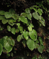 Phyllagathis maxwellii, leaves, Endau Rompin, Malaysia