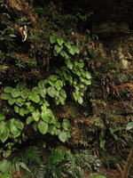 Phyllagathis maxwellii, population on vertical cliff also covered with mosses, ferns, Camptandra, Gesneriaceae, Endau Rompin, Malaysia
