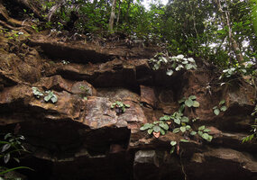Phyllagathis maxwellii, population on vertical cliff, Endau Rompin, Malaysia