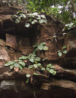 Phyllagathis maxwellii, population on vertical cliff habitat, Endau Rompin, Malaysia