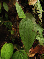 Phyllagathis maxwellii, slightly bullate leaves, Endau Rompin, Malaysia
