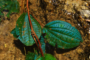 Phyllagathis rotundifolia, the blue iridescence is reinforced under water, contrary to Begonia pavonina, Gerik, Perak, Malaysia