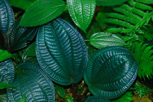 Phyllagathis rotundifolia with blue iridescent crinkled leaves, Taman Negara, Malaysia