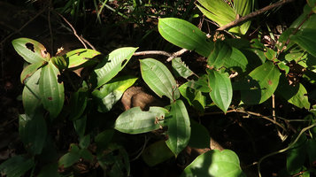 Perilimnastes  sessilifolia, erect dry capsular fruits, Ba Na Hills, 1400 m asl, Danang, Vietnam