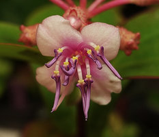 Perilimnastes sessilifolia, flower, Ba Na Hills, Da Nang, Vietnam
