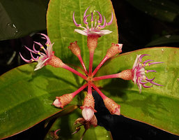 Perilimnastes sessilifolia, inflorescence close up, Ba Na Hills, Danang, Vietnam