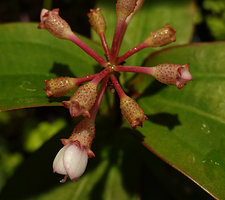 Perilimnastes sessilifolia inflorescence, flowers with a prominently glandular hypanthium, Ba Na Hills, Da Nang, Vietnam