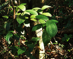 Perilimnastes sessilifolia, leaves, Ba Na Hills, Da Nang, Vietnam