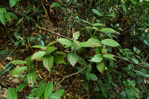 Perilimnastes  sessilifolia, vegetative population, Ba Na Hills, Da Nang, Vietnam