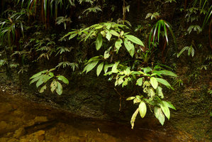 Phyllagathis sp., almost monocaulous shrubs on vertical seeping rocks,  related to the Malayan P. tuberculata, Harau valley, West Sumatra