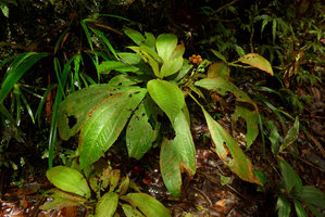 Phyllagathis sp., close to P. tuberculata, fruiting monocaulous individual on seeping rock habitat, Harau valley, West Sumatra