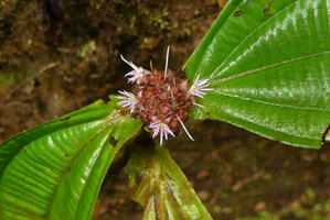 Anerincleistus sp., congested inflorescence, flowers with reduced petals and bright white expanded stamens, Harau valley, West Sumatra