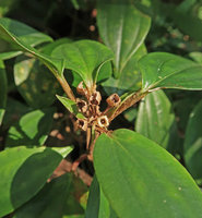 Perilimnastes banaensis, dry capsular fruits allowing seed rain splash dispersal, fleshy leaves and appressed rusty hairs on petioles, Ba Na Hills, Da Nang, Vietnam