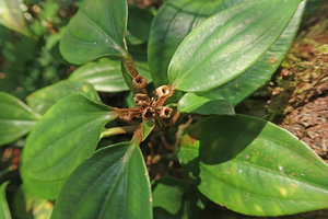 PPerilimnastes banaensis, sessile infructescence of dry capsular fruits and fleshy leaves, Ba Na Hills, Da Nang, Vietnam