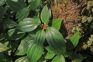 Perilimnastes banaensis, dry capsular fruits at the end of the fleshy stems, Ba Na Hills, Da Nang, Vietnam