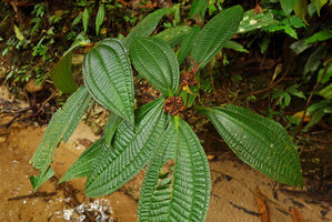 Anerincleistus sp., low shrub with congested infructescences, Harau valley, West Sumatra
